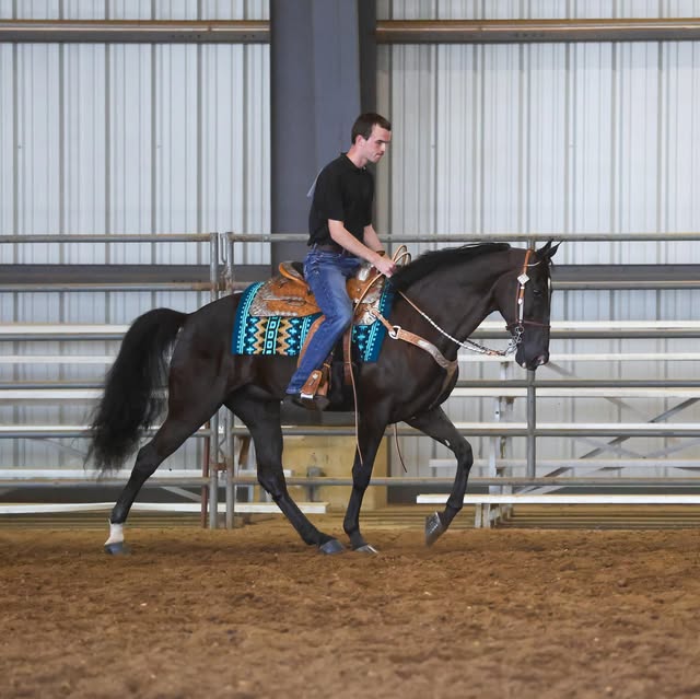 John Wick, a black Tennessee Walking Horse in western tack, working in an indoor arena.